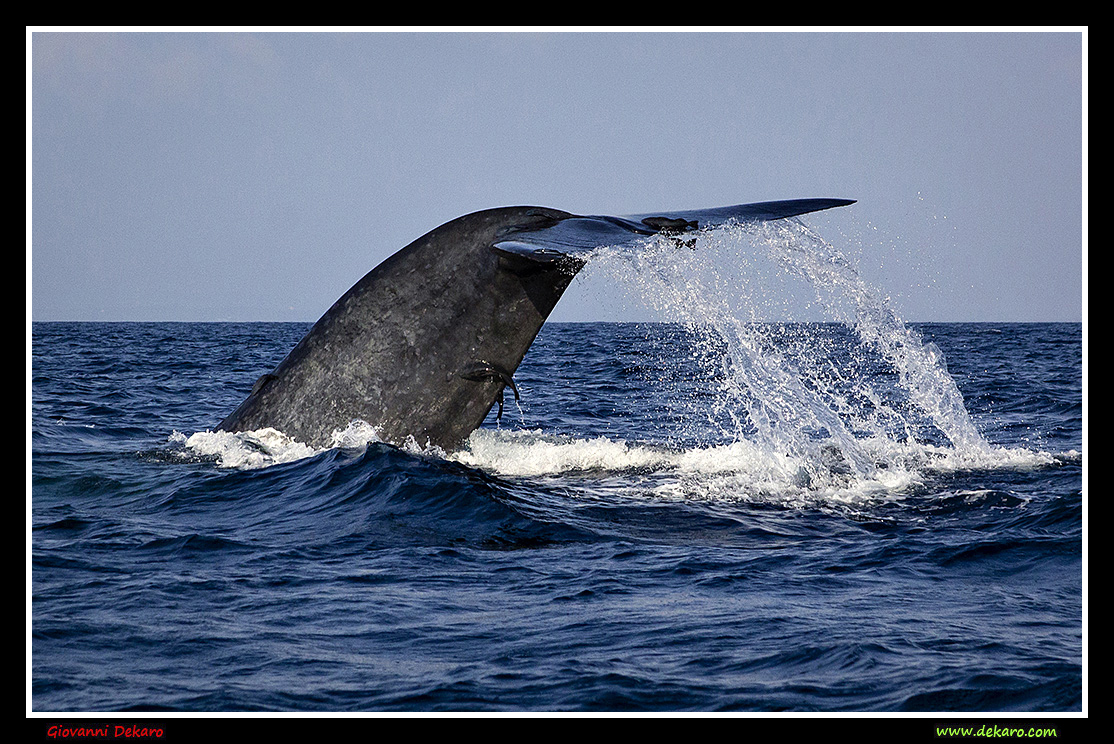 Whalle tail, Sri Lanka