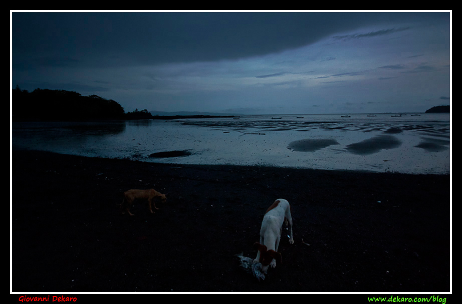 Dogs on the beach, Panama