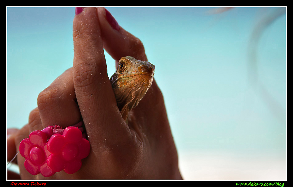 Little iguana, Colombia