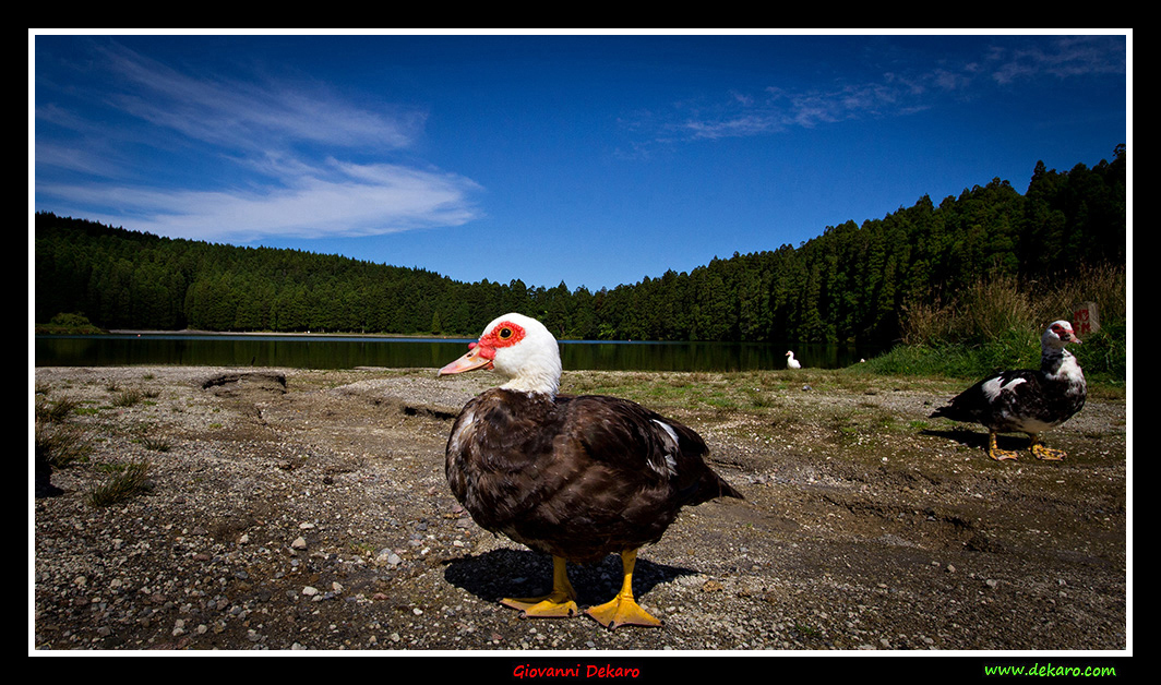 Lonely duck by lake, Sao Miguel, Azores, 2017