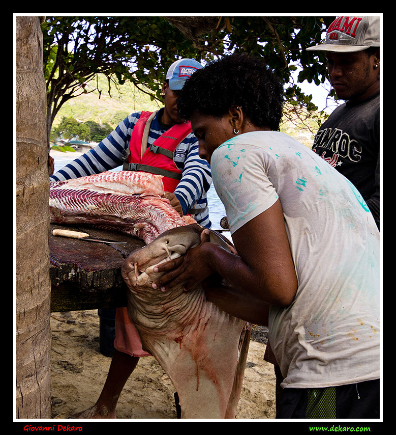 Fishermen with a shark, Bequia, Grenadines, 2017